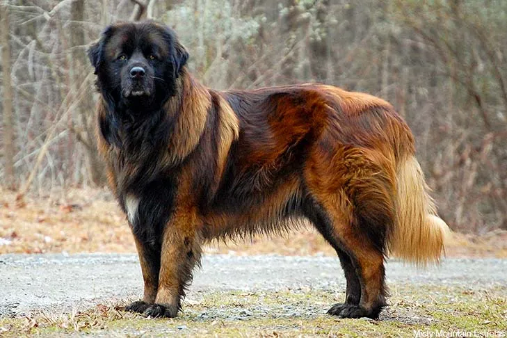 Mountain Mastiff